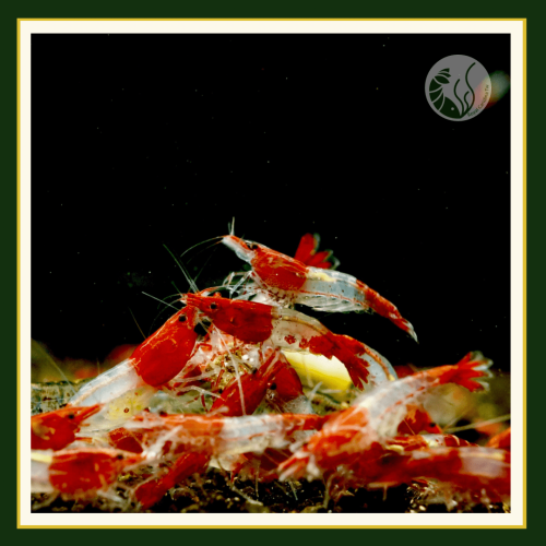 皇家水族・紅琉璃蝦 紅米蝦 米蝦 觀賞蝦 活餌