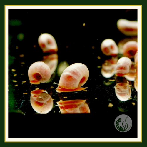 皇家水族・莓果螺 除藻 螺類 觀賞螺 活餌