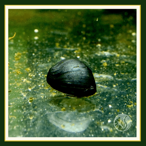 皇家水族・黑金剛螺 除藻 螺類 觀賞螺 活餌