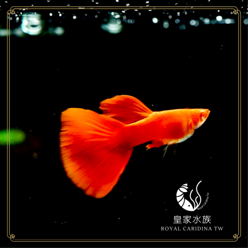 皇家水族・全紅白子孔雀魚 孔雀魚 觀賞魚 活餌