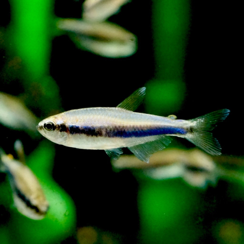 皇家水族・藍國王燈 燈魚 燈科魚 觀賞魚 活餌