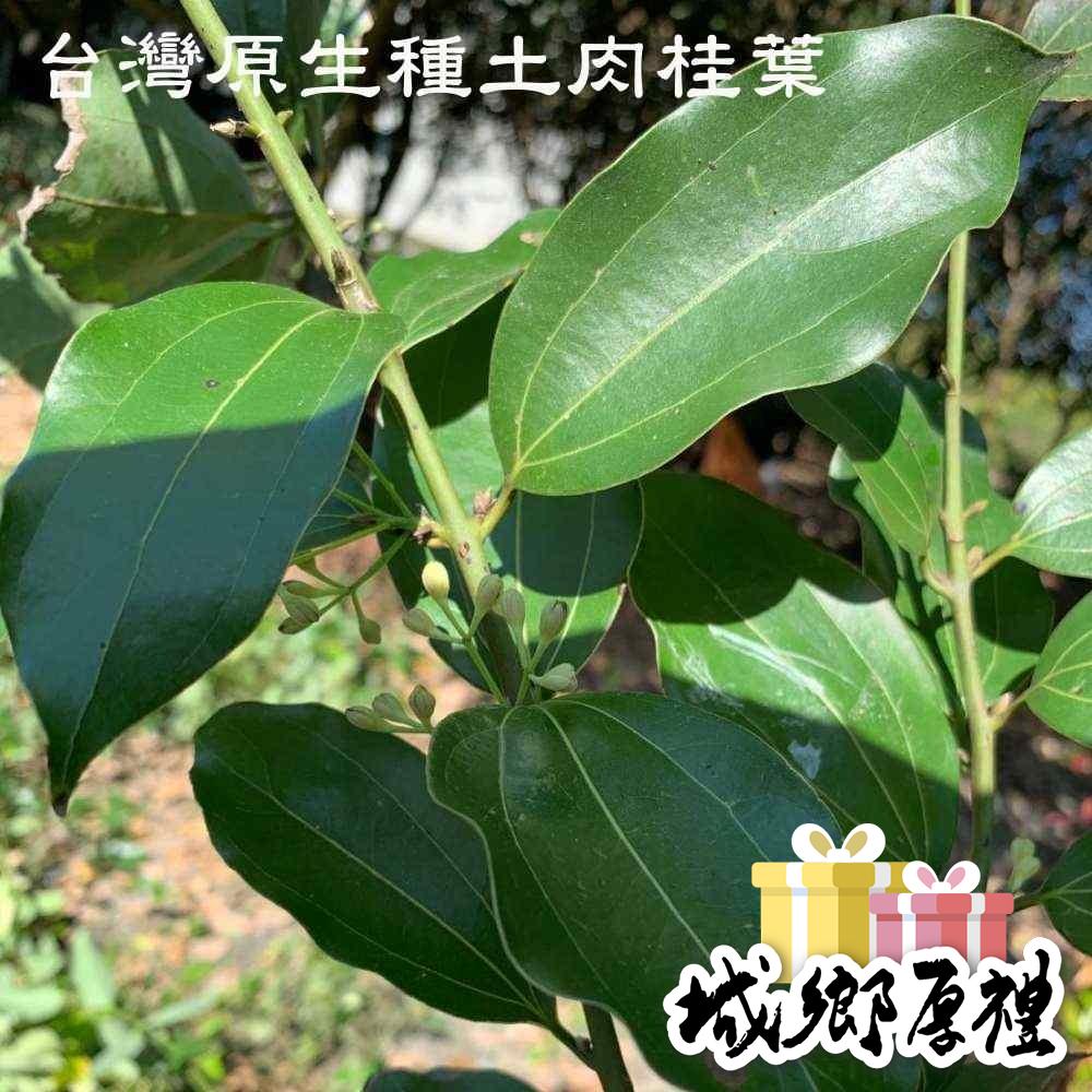 【正捷啡茶不可】肉桂茶-台灣原生種有機土肉桂葉100%純肉桂粉 可直接沖泡飲用 15入/包-細節圖4