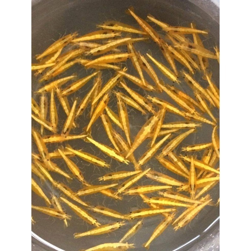 【汛潽】金背黃金 米蝦-細節圖2