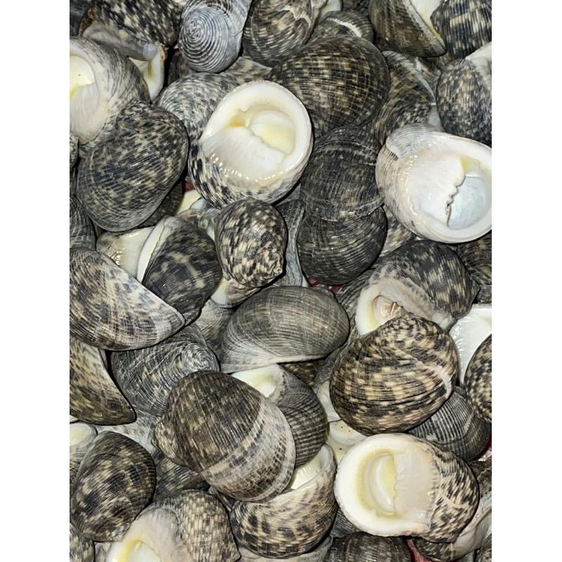 【汛潽】🐚貝殼🐚 細紋蜑螺（貝殼收藏/水族造景/寄居蟹的家）-細節圖2