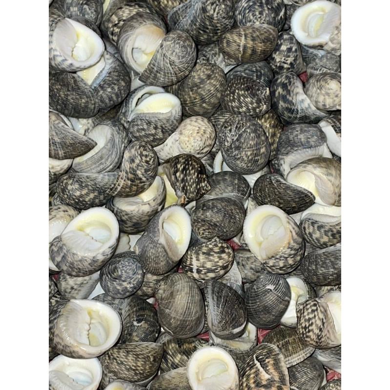 【汛潽】🐚貝殼🐚 細紋蜑螺（貝殼收藏/水族造景/寄居蟹的家）-細節圖3
