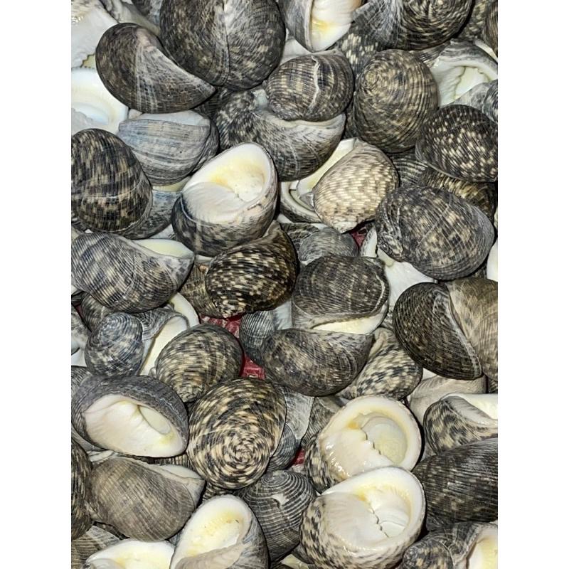 【汛潽】🐚貝殼🐚 細紋蜑螺（貝殼收藏/水族造景/寄居蟹的家）-細節圖4