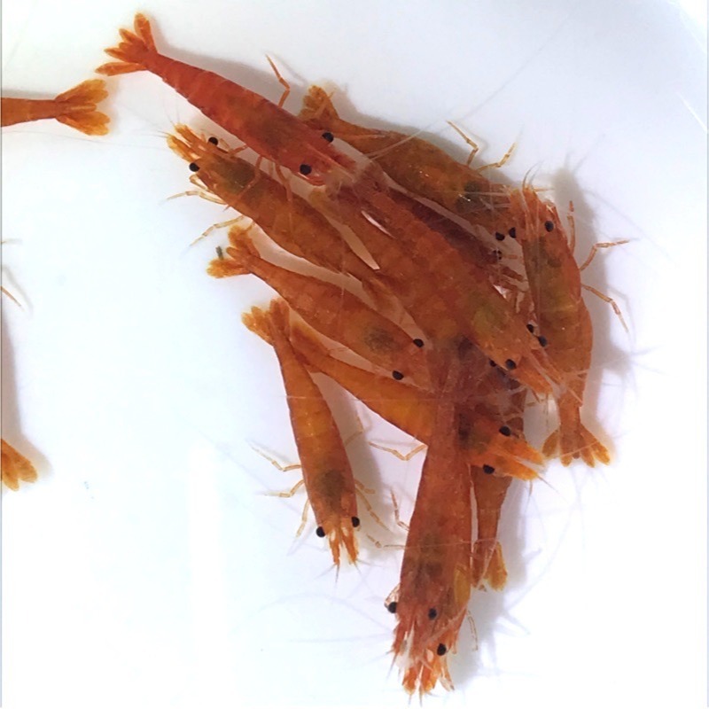 【汛潽】🍊血橙蝦 米蝦-細節圖2