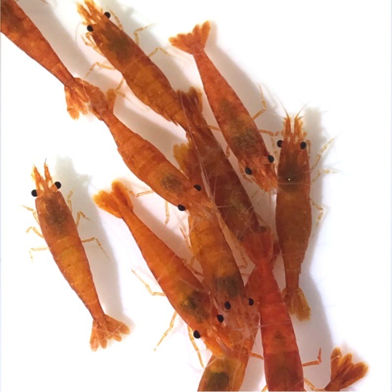 【汛潽】🍊血橙蝦 米蝦-細節圖3