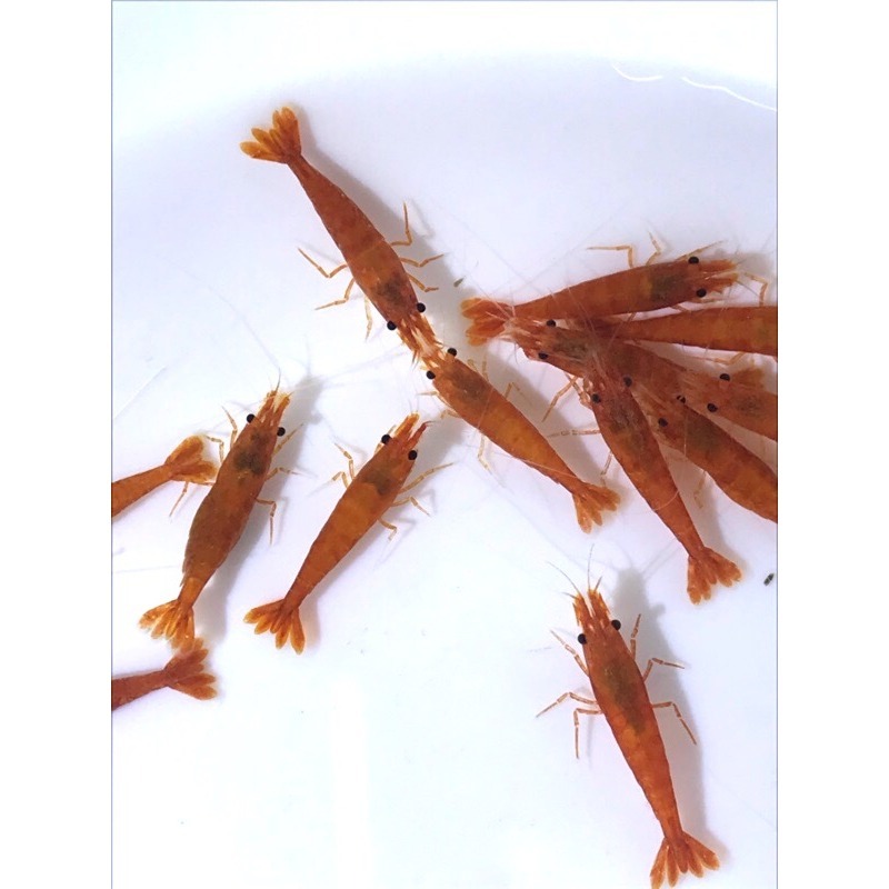 【汛潽】🍊血橙蝦 米蝦-細節圖4
