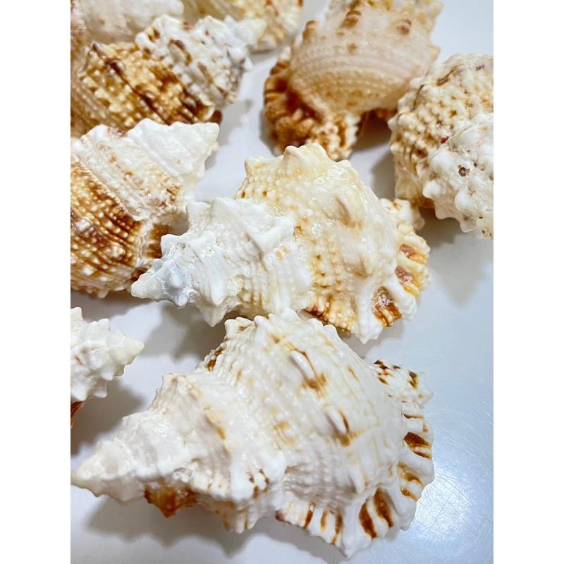 【汛潽】🐚貝殼🐚 金口蛙螺(貝殼收藏/水族造景/寄居蟹的家)-細節圖2