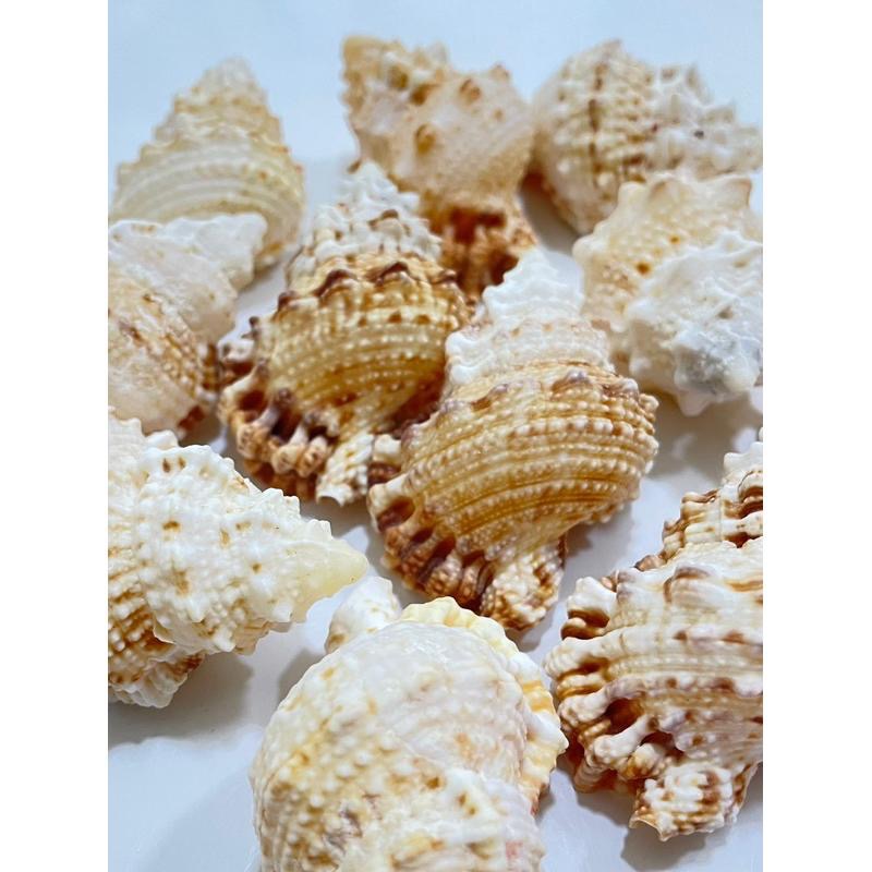 【汛潽】🐚貝殼🐚 金口蛙螺(貝殼收藏/水族造景/寄居蟹的家)-細節圖3