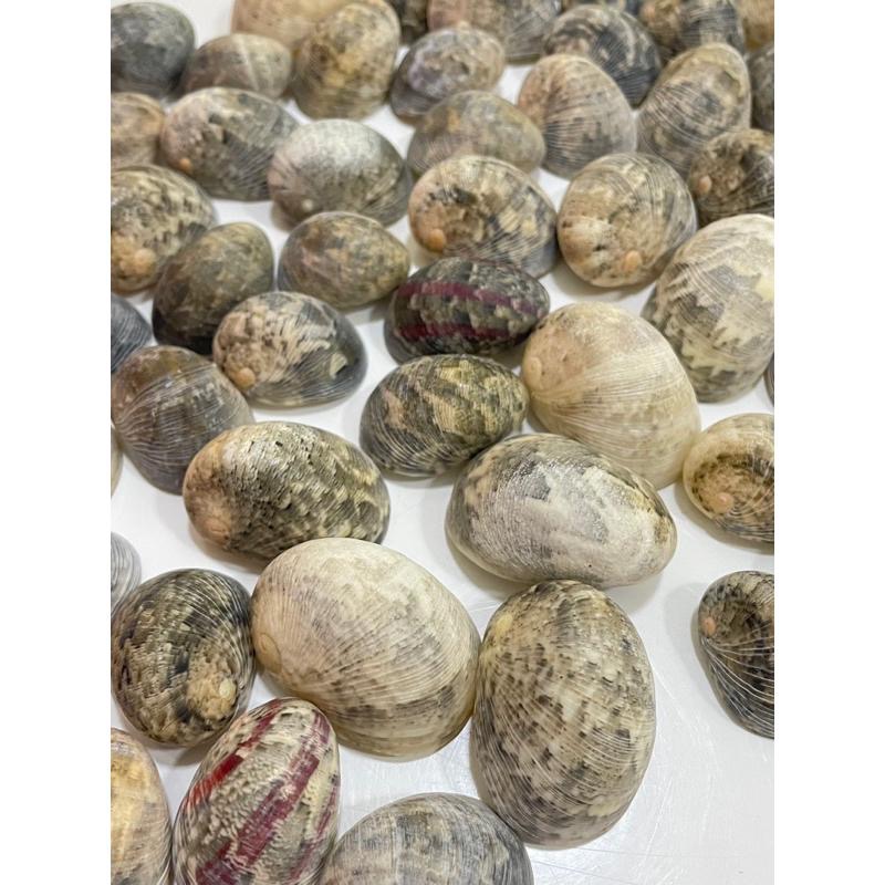 【汛潽】🐚貝殼🐚 玉女蜑螺（貝殼收藏/水族造景/寄居蟹的家）-細節圖2