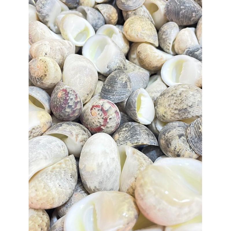 【汛潽】🐚貝殼🐚 玉女蜑螺（貝殼收藏/水族造景/寄居蟹的家）-細節圖3