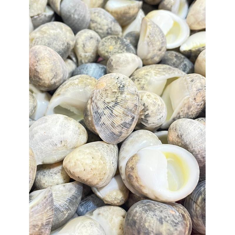 【汛潽】🐚貝殼🐚 玉女蜑螺（貝殼收藏/水族造景/寄居蟹的家）-細節圖4