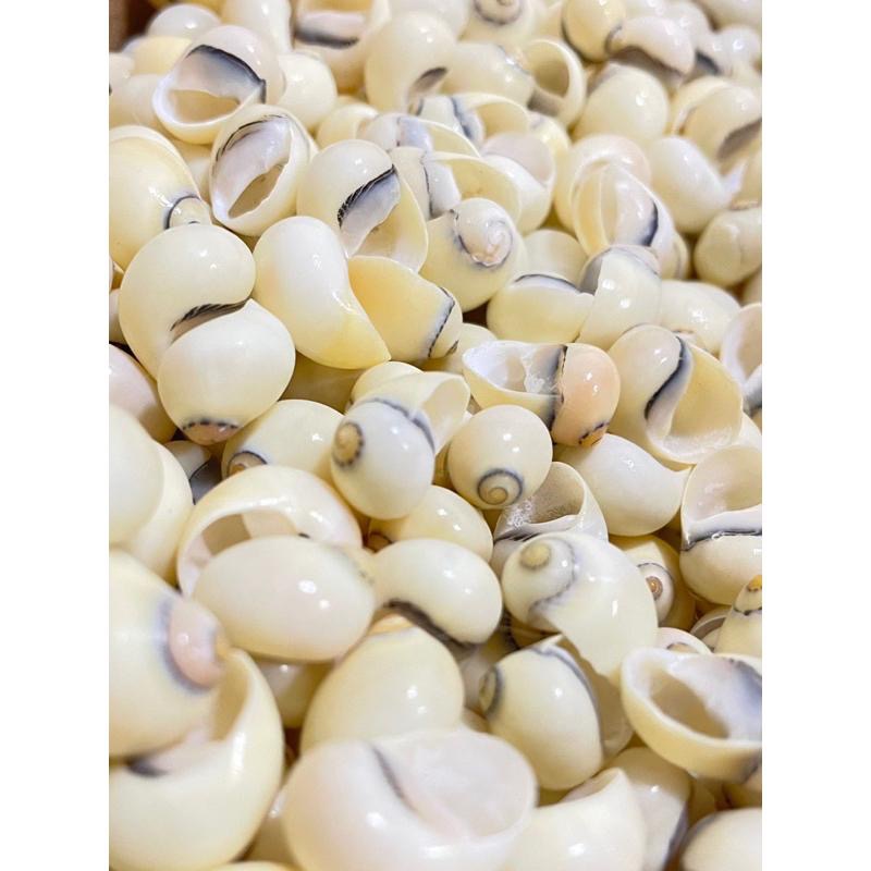 【汛潽】🐚貝殼🐚 花蜑螺/洗黃蜑螺（貝殼收藏/水族造景/寄居蟹的家）-細節圖2