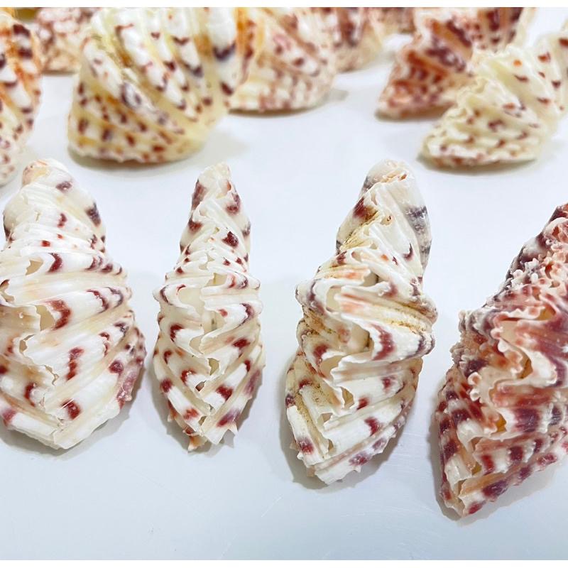 【汛潽】🐚貝殼🐚菱硨磲貝 (貝殼收藏/水族造景)-細節圖2