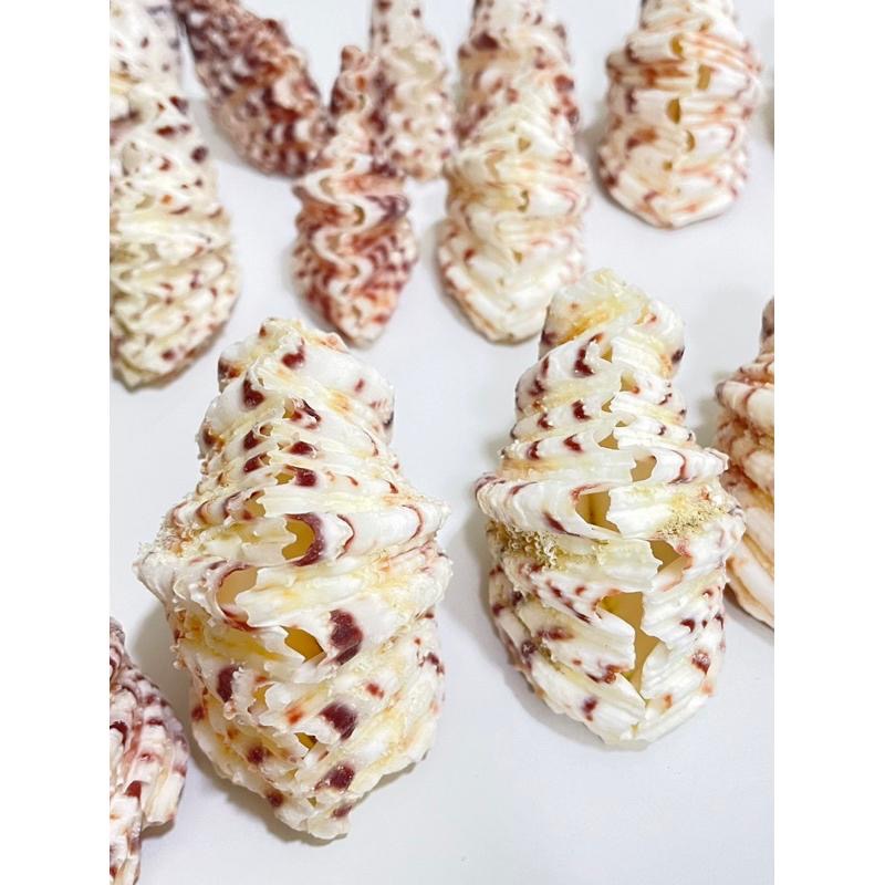 【汛潽】🐚貝殼🐚菱硨磲貝 (貝殼收藏/水族造景)-細節圖3