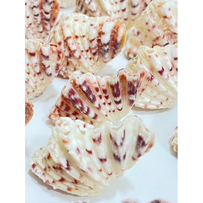 【汛潽】🐚貝殼🐚菱硨磲貝 (貝殼收藏/水族造景)-細節圖4