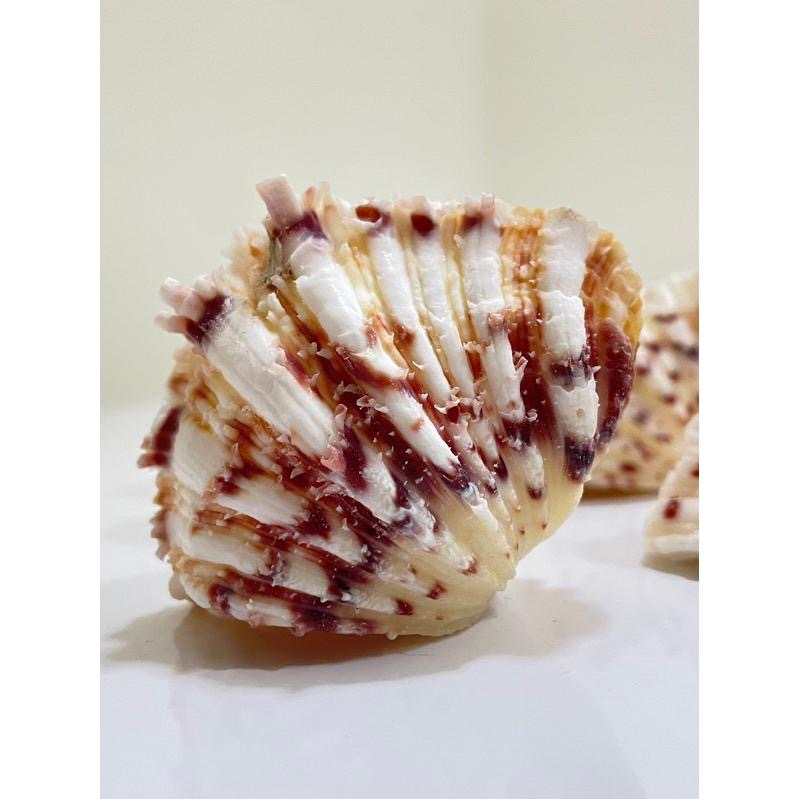 【汛潽】🐚貝殼🐚菱硨磲貝 (貝殼收藏/水族造景)-細節圖5