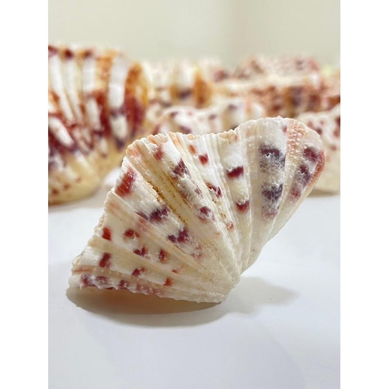 【汛潽】🐚貝殼🐚菱硨磲貝 (貝殼收藏/水族造景)-細節圖6