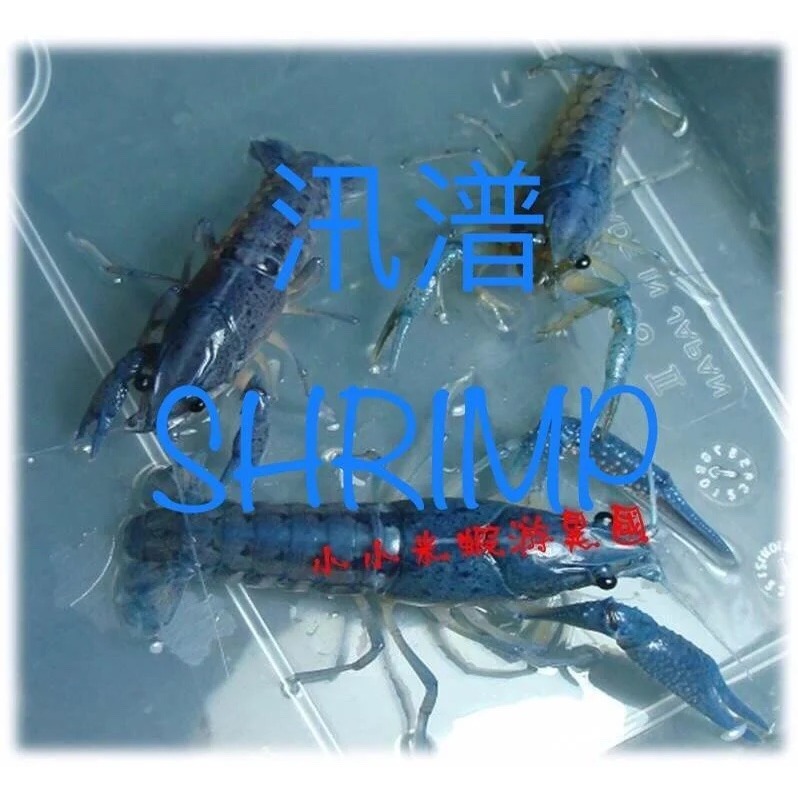 【汛潽】藍螯蝦/佛羅里達螯蝦