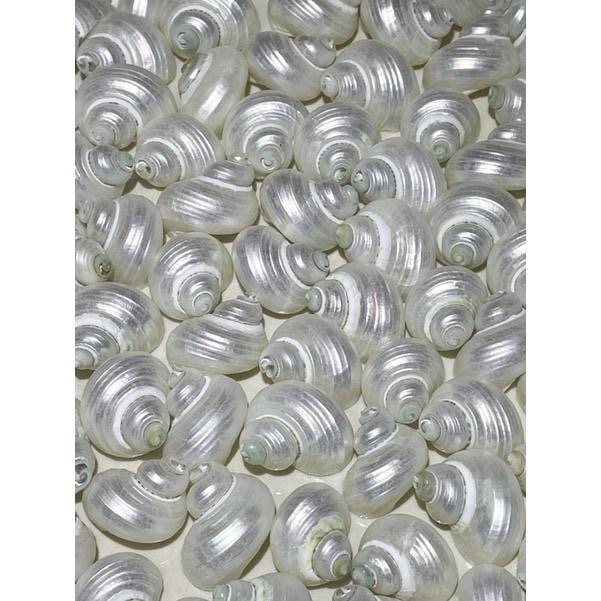 【汛潽】🐚貝殼🐚 銀口蠑螺(洗亮/磨亮) （貝殼收藏/水族造景/寄居蟹的家）-細節圖2