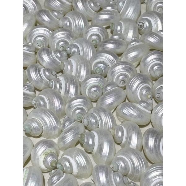 【汛潽】🐚貝殼🐚 銀口蠑螺(洗亮/磨亮) （貝殼收藏/水族造景/寄居蟹的家）-細節圖3