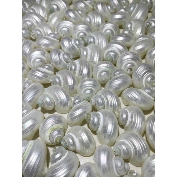 【汛潽】🐚貝殼🐚 銀口蠑螺(洗亮/磨亮) （貝殼收藏/水族造景/寄居蟹的家）-細節圖4