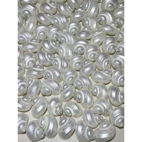 【汛潽】🐚貝殼🐚 銀口蠑螺(洗亮/磨亮) （貝殼收藏/水族造景/寄居蟹的家）-細節圖5