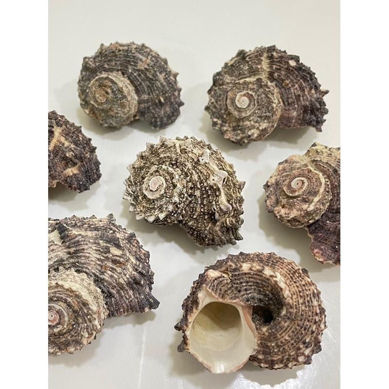 【汛潽】🐚貝殼🐚 棘冠螺（貝殼收藏/水族造景/寄居蟹的家）-細節圖2