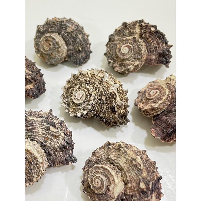 【汛潽】🐚貝殼🐚 棘冠螺（貝殼收藏/水族造景/寄居蟹的家）-細節圖3