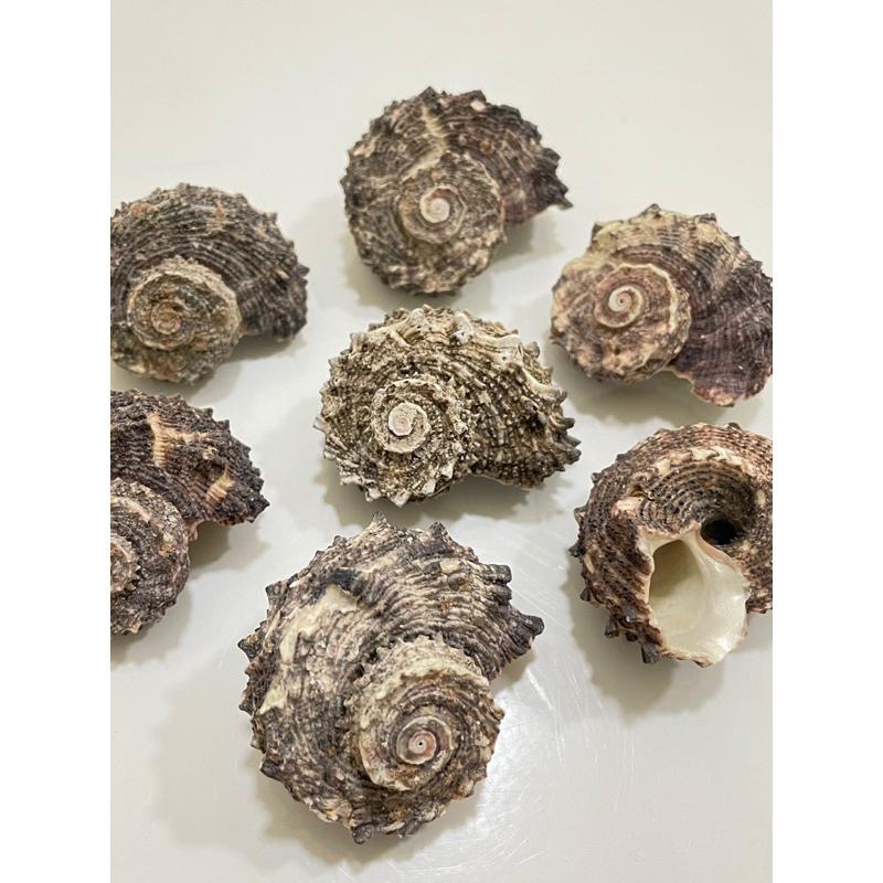 【汛潽】🐚貝殼🐚 棘冠螺（貝殼收藏/水族造景/寄居蟹的家）-細節圖4