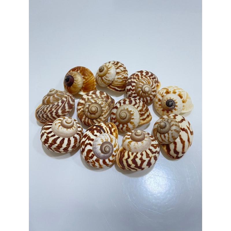 【汛潽】🐚貝殼🐌豹紋蝸牛 （貝殼收藏/水族造景/寄居蟹的家）-細節圖2