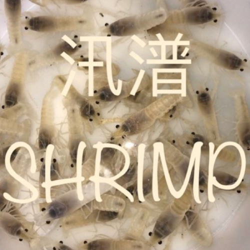 【汛潽】白螯蝦對蝦