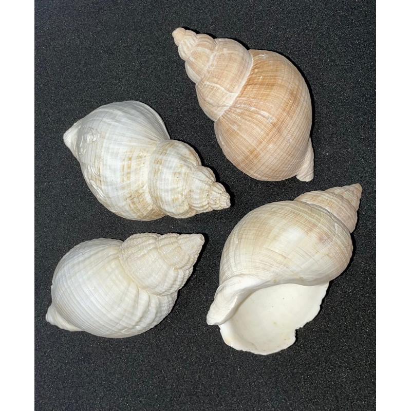 汛潽】🐚貝殼🐚 歐洲峨螺（貝殼收藏/水族造景/寄居蟹的家） - 汛潽水族