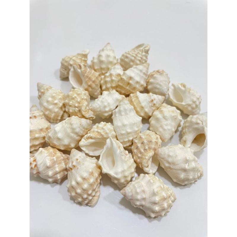 【汛潽】🐚貝殼🐚 棘岩螺（貝殼收藏/水族造景/寄居蟹的家）-細節圖2