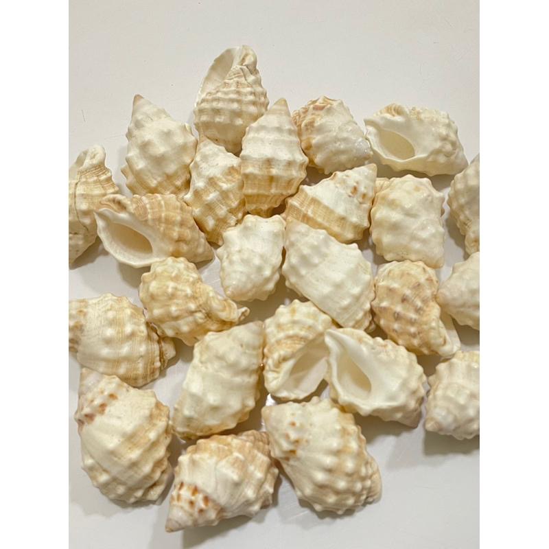 【汛潽】🐚貝殼🐚 棘岩螺（貝殼收藏/水族造景/寄居蟹的家）-細節圖3