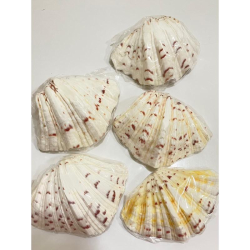 汛潽】🐚貝殼🐚硨磲貝/五爪貝/扇貝(磨底) (貝殼收藏/水族造景) - 汛潽