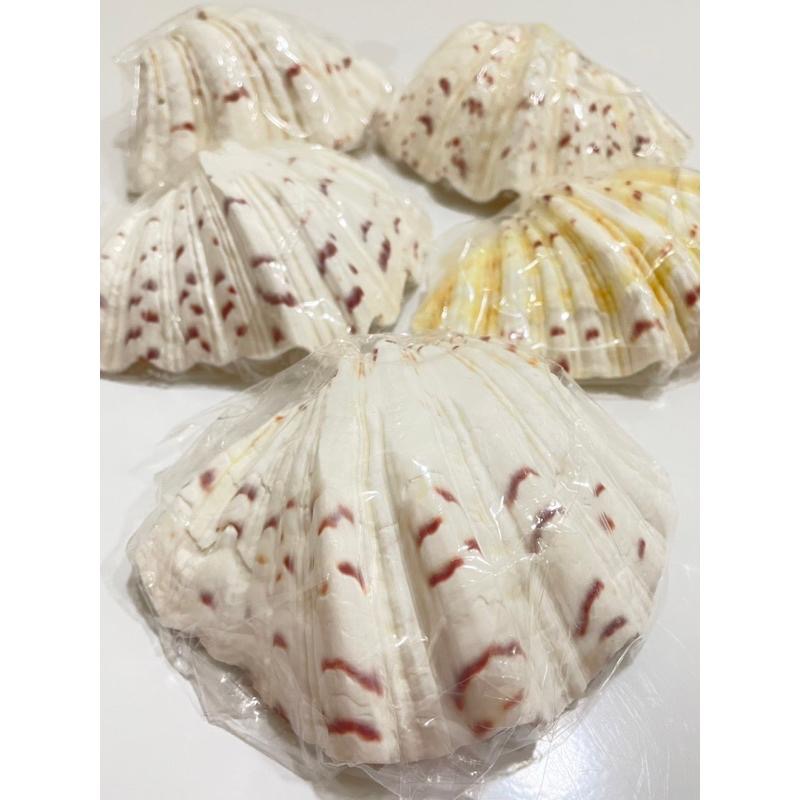 【汛潽】🐚貝殼🐚硨磲貝/五爪貝/扇貝(磨底) (貝殼收藏/水族造景)-細節圖2