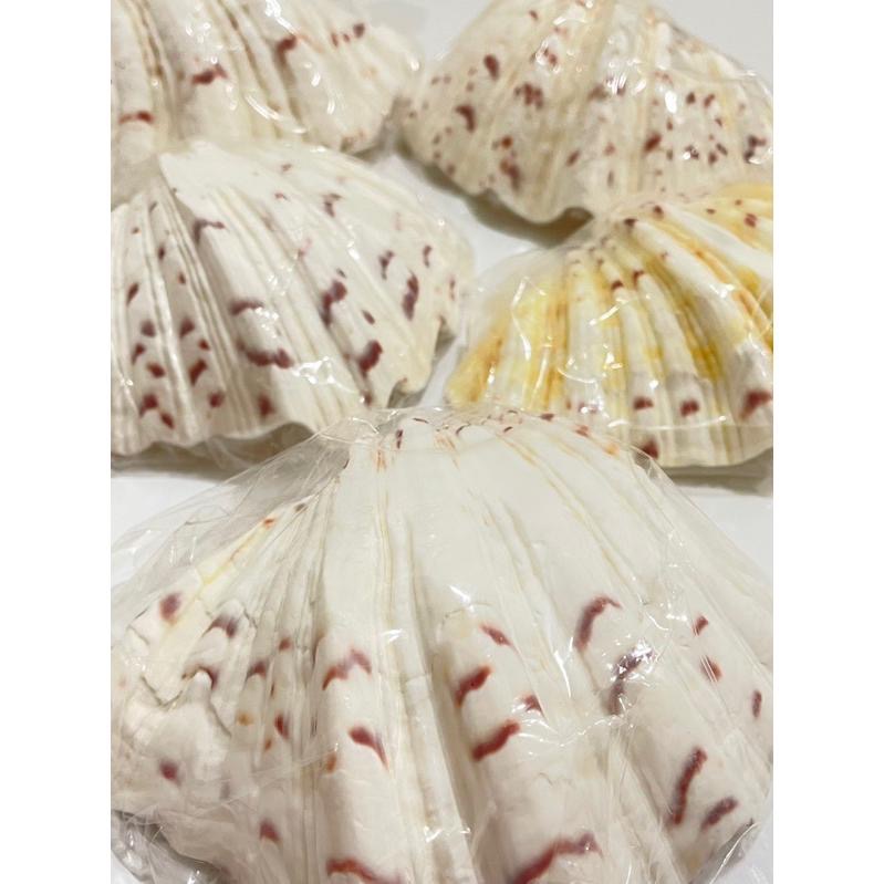 【汛潽】🐚貝殼🐚硨磲貝/五爪貝/扇貝(磨底) (貝殼收藏/水族造景)-細節圖3