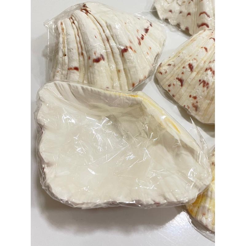 【汛潽】🐚貝殼🐚硨磲貝/五爪貝/扇貝(磨底) (貝殼收藏/水族造景)-細節圖4