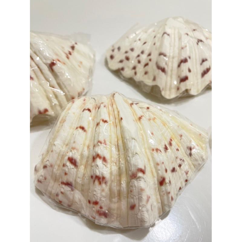 【汛潽】🐚貝殼🐚硨磲貝/五爪貝/扇貝(磨底) (貝殼收藏/水族造景)-細節圖5