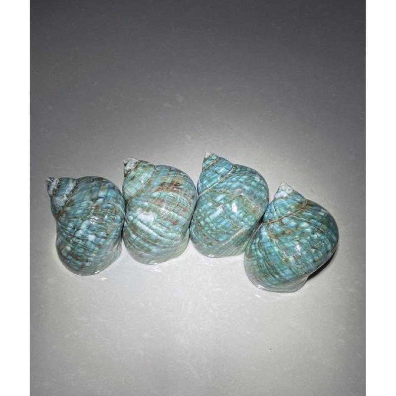 【汛潽】🐚貝殼🐚帝王蠑螺/南美蠑螺（貝殼收藏/水族造景/寄居蟹的家）-細節圖2