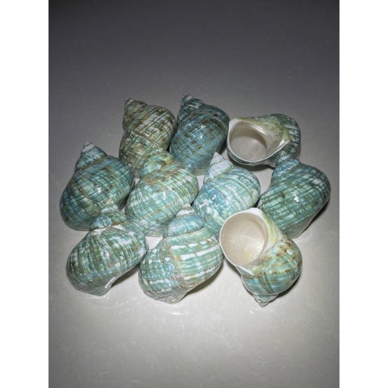 【汛潽】🐚貝殼🐚帝王蠑螺/南美蠑螺（貝殼收藏/水族造景/寄居蟹的家）-細節圖3