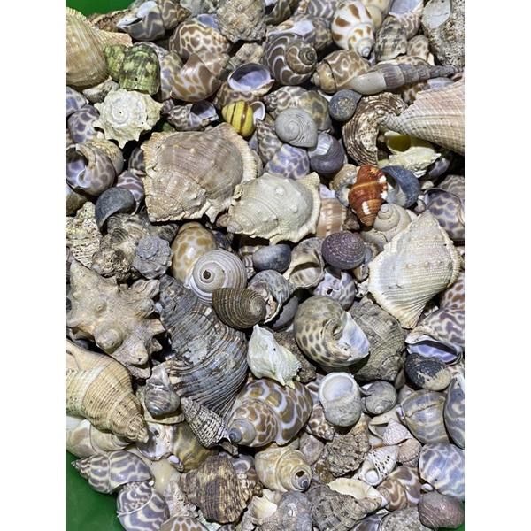 【汛潽】🐚貝殼🐚 綜合貝殼(次等/瑕疵)水族造景-細節圖2