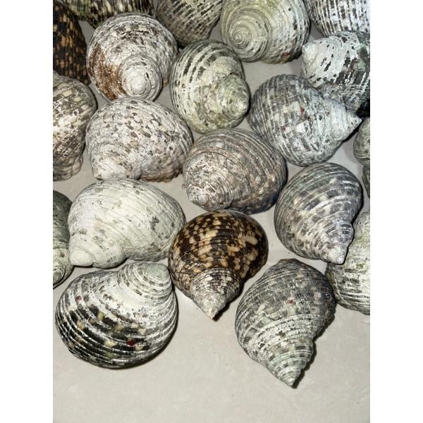 【汛潽】🐚貝殼🐚 綜合蠑螺（貝殼收藏/水族造景/寄居蟹的家）-細節圖2