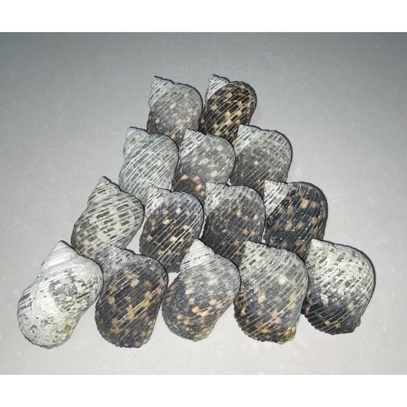 【汛潽】🐚貝殼🐚 綜合蠑螺（貝殼收藏/水族造景/寄居蟹的家）-細節圖3