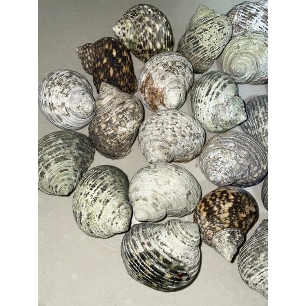 【汛潽】🐚貝殼🐚 綜合蠑螺（貝殼收藏/水族造景/寄居蟹的家）-細節圖4