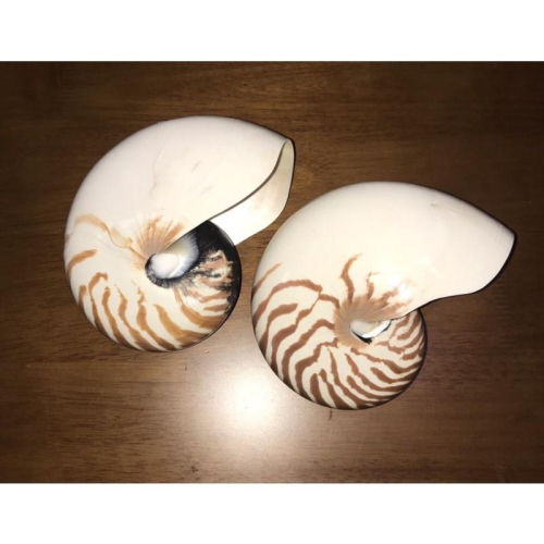 【汛潽】🐚貝殼🐚 鸚鵡螺(17-18公分)活化石