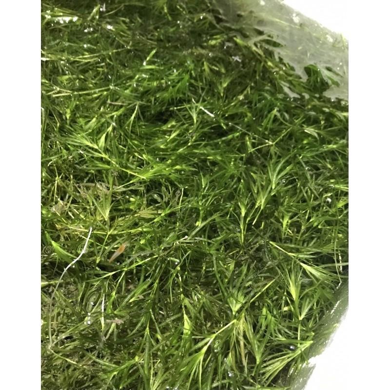 【汛潽】陽明柳/小竹節 (仔蝦躲藏、螯蝦最愛) 水草-細節圖2